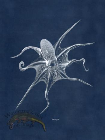 Octopus Blue 25
